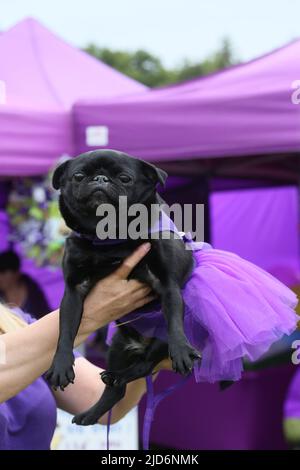 Knutsford, Großbritannien. 18.. Juni 2022. Das Dog Fest findet in Knutsford, Großbritannien, statt und bietet Aktivitäten für Hunde und deren Besitzer. Kredit: Barbara Cook/Alamy Live Nachrichten Stockfoto