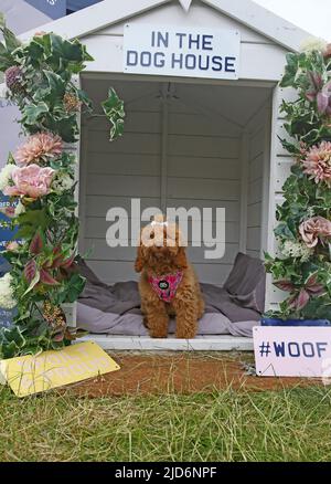 Knutsford, Großbritannien. 18.. Juni 2022. Das Dog Fest findet in Knutsford, Großbritannien, statt und bietet Aktivitäten für Hunde und deren Besitzer. Kredit: Barbara Cook/Alamy Live Nachrichten Stockfoto