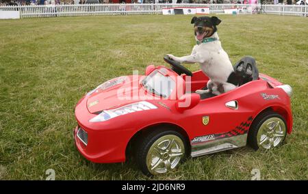 Knutsford, Großbritannien. 18.. Juni 2022. Das Dog Fest findet in Knutsford, Großbritannien, statt und bietet Aktivitäten für Hunde und deren Besitzer. Kredit: Barbara Cook/Alamy Live Nachrichten Stockfoto