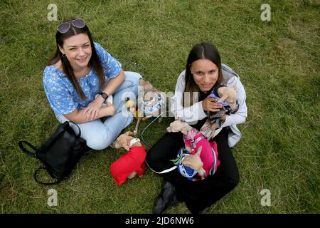 Knutsford, Großbritannien. 18.. Juni 2022. Das Dog Fest findet in Knutsford, Großbritannien, statt und bietet Aktivitäten für Hunde und deren Besitzer. Kredit: Barbara Cook/Alamy Live Nachrichten Stockfoto