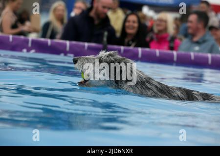 Knutsford, Großbritannien. 18.. Juni 2022. Das Dog Fest findet in Knutsford, Großbritannien, statt und bietet Aktivitäten für Hunde und deren Besitzer. Kredit: Barbara Cook/Alamy Live Nachrichten Stockfoto
