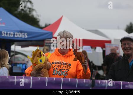Knutsford, Großbritannien. 18.. Juni 2022. Das Dog Fest findet in Knutsford, Großbritannien, statt und bietet Aktivitäten für Hunde und deren Besitzer. Kredit: Barbara Cook/Alamy Live Nachrichten Stockfoto