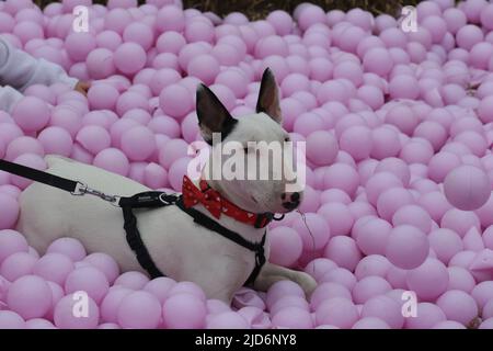 Knutsford, Großbritannien. 18.. Juni 2022. Das Dog Fest findet in Knutsford, Großbritannien, statt und bietet Aktivitäten für Hunde und deren Besitzer. Kredit: Barbara Cook/Alamy Live Nachrichten Stockfoto