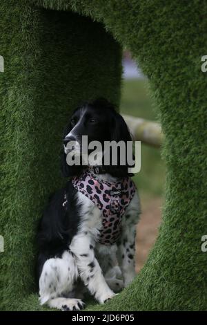 Knutsford, Großbritannien. 18.. Juni 2022. Das Dog Fest findet in Knutsford, Großbritannien, statt und bietet Aktivitäten für Hunde und deren Besitzer. Kredit: Barbara Cook/Alamy Live Nachrichten Stockfoto