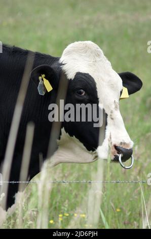 Porträt eines beeindruckenden holsteinfriesischen Bullen auf einer deutschen Wiese in Ostfriesland. Stockfoto