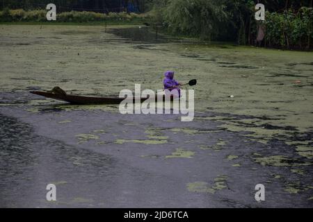 Ein Bootsführer mit Regenmantel rudert sein Boot während der Regenfälle in Srinagar über den See. Der Wettermann sagte am Samstag „unregelmäßiges Wetter“ mit intermittierendem Regen oder Schnee in Jammu und Kaschmir bis zum 21. Juni voraus. Stockfoto