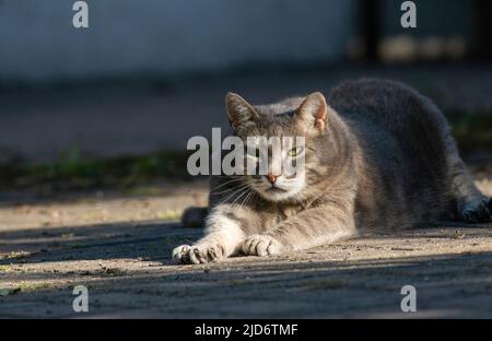 Nahaufnahme einer Katze, die auf dem Boden liegt Stockfoto