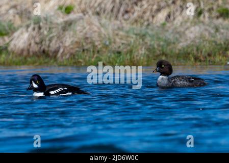 Barrow's Goldeneye (Bucephala islandica) auf einem Fluss in Island. Stockfoto