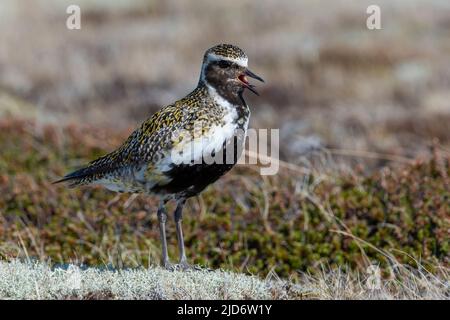 Goldpfeifer (Pluvialis apricaria), der auf den Mooren und der Tundra in Nordisland ruft Stockfoto