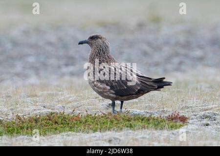 Große Skua (Stercorarius skua) auf der Tundra in Island. Stockfoto