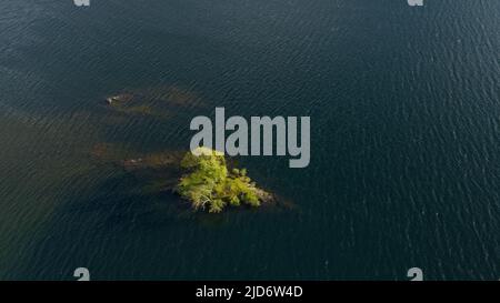 Eine Luftaufnahme eines einalleine wachsenden Baumes auf seiner eigenen Insel auf Crummock Water im Lake District, Großbritannien Stockfoto