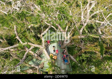 Draufsicht auf Menschen auf einem Aussichtsturm, die im Amazonas-Regenwald, im Yasuni-Nationalpark, Ecuador, Vögel beobachten. Stockfoto