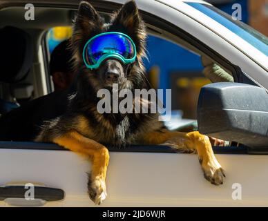 Porträt eines Hundes, der in einem weißen Lastwagen mit getönter Skibrille mit Pfoten und Beinen aus dem Beifahrerfenster hängt. Stockfoto