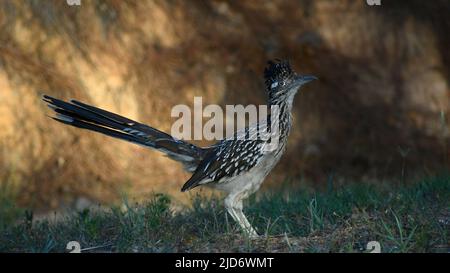 Roadrunner steht im Sonnenlicht Stockfoto