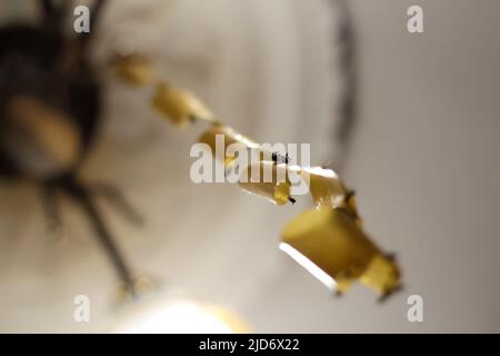 Unschärfe-Effekte fliegen auf gelbem Flipper. Tote Fliegen auf Klebeband, Falle für Fliegen mit Kleber, klebende Fliegenfalle, Staufalle für Insekten. Insektenband. Klebestift Stockfoto