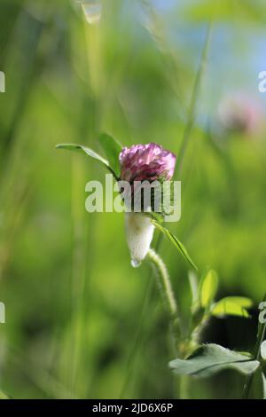 Roter Kleeblatt mit kegelförmigem weißem Schaum und einer einzigen großen, klaren Blase an der Spitze, die im Frühjahr von der Nymphe Spittlebug (Froghopper) gebildet wird Stockfoto