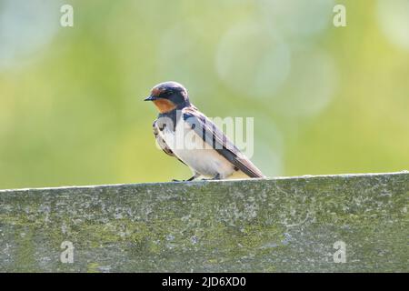 Scheune Swallow (Hirundo rustica) auf einem Balken, hinterleuchtet Stockfoto