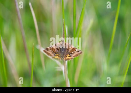 Burnett Companion (Euclidia glyphica), eine Art von Tagflingenmotte Stockfoto