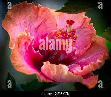 Hawaiianischer Hibiskus Calgary Zoo Alberta Stockfoto