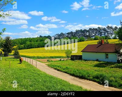 Polnische Landstraße, gelber Raps, Raps- oder Colafeld und Pferdefarm im Sommer, Landschaft. Lublin, Stasin, Polen Stockfoto
