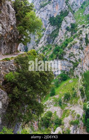Senda del rio Cares, ein Weg, der durch eine Schlucht in den Picos de Europa, in der Catabrica-Bergkette verläuft. Stockfoto