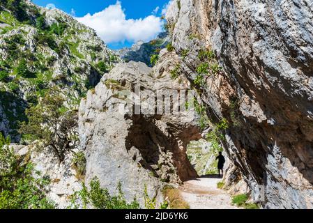 Senda del rio Cares, ein Weg, der durch eine Schlucht in den Picos de Europa, in der Catabrica-Bergkette verläuft. Stockfoto