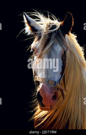 Pferd, sonniges Porträt. Schwarzer Hintergrund, rote Mähne, helle Farben. Stockfoto