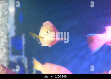 Papageienfische im Aquarium aus der Nähe Stockfoto