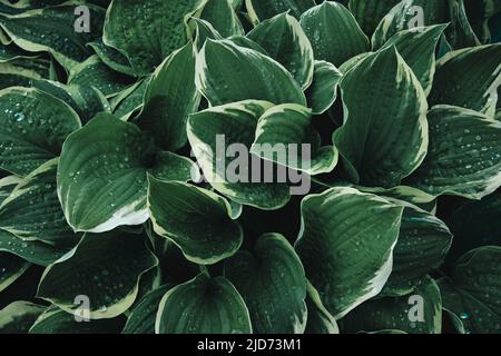 Grün hinterlässt Textur Hintergrund. Natürlicher Hintergrund von grünen Kochbananen Lilien Laub. Die Pflanze Hosta hinterlässt mit Regentropfen. Stockfoto