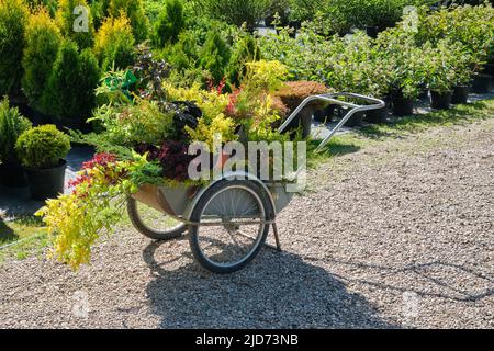 Warenkorb voll von jungen Gartenpflanzen in Kunststofftöpfen, Setzlinge von Büschen, Pflanzenkeimling von Blumen in der Pflanzenküche. Stockfoto