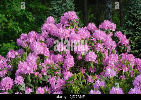 Schöner üppig blühender Rhododendron. Hybrider Rhododendron-Busch im Sommergarten. Stockfoto