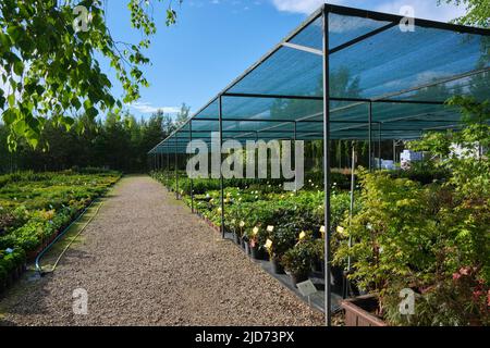 Pflanzen in Kunststofftöpfen, Keimling von Pflanzen und Blumen in der Baumschule. Stockfoto