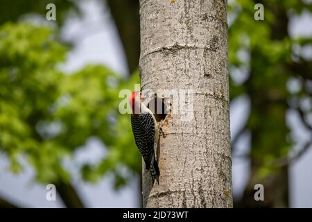Der Rotbauchige Wodpecker (Melanerpes carolinus) am Nesthohlraum Stockfoto