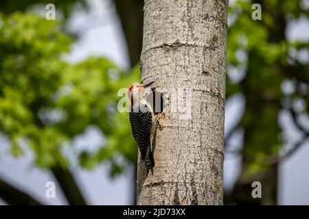 Der Rotbauchige Wodpecker (Melanerpes carolinus) am Nesthohlraum Stockfoto