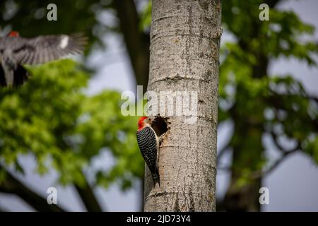 Der Rotbauchige Wodpecker (Melanerpes carolinus) am Nesthohlraum Stockfoto