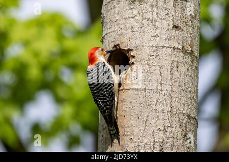 Der Rotbauchige Wodpecker (Melanerpes carolinus) am Nesthohlraum Stockfoto
