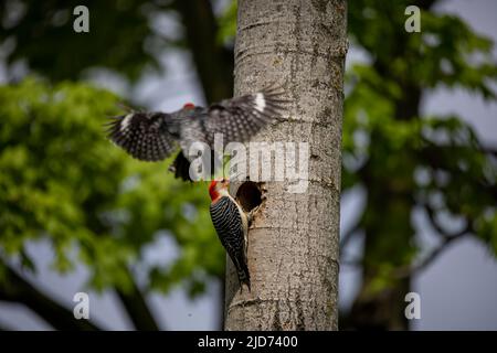 Der Rotbauchige Wodpecker (Melanerpes carolinus) am Nesthohlraum Stockfoto