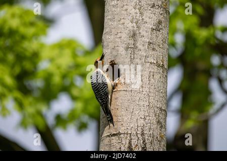 Der Rotbauchige Wodpecker (Melanerpes carolinus) am Nesthohlraum Stockfoto