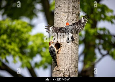 Der Rotbauchige Wodpecker (Melanerpes carolinus) am Nesthohlraum Stockfoto