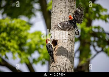Der Rotbauchige Wodpecker (Melanerpes carolinus) am Nesthohlraum Stockfoto