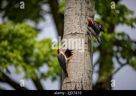 Der Rotbauchige Wodpecker (Melanerpes carolinus) am Nesthohlraum Stockfoto
