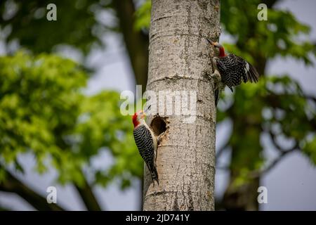 Der Rotbauchige Wodpecker (Melanerpes carolinus) am Nesthohlraum Stockfoto