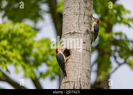 Der Rotbauchige Wodpecker (Melanerpes carolinus) am Nesthohlraum Stockfoto