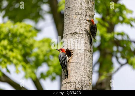 Der Rotbauchige Wodpecker (Melanerpes carolinus) am Nesthohlraum Stockfoto