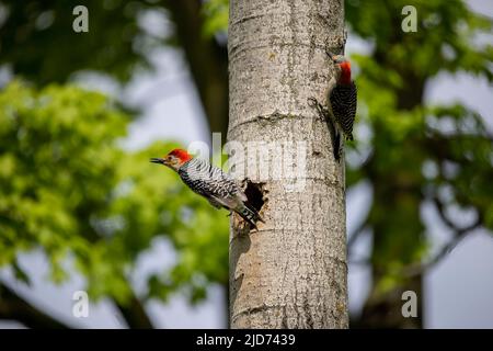 Der Rotbauchige Wodpecker (Melanerpes carolinus) am Nesthohlraum Stockfoto