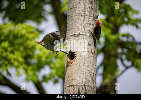 Der Rotbauchige Wodpecker (Melanerpes carolinus) am Nesthohlraum Stockfoto
