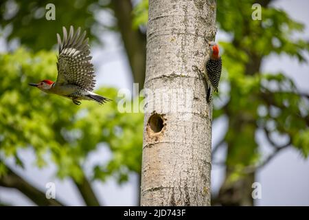 Der Rotbauchige Wodpecker (Melanerpes carolinus) am Nesthohlraum Stockfoto