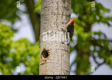 Der Rotbauchige Wodpecker (Melanerpes carolinus) am Nesthohlraum Stockfoto