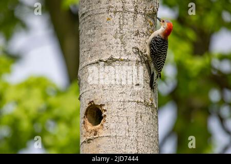 Der Rotbauchige Wodpecker (Melanerpes carolinus) am Nesthohlraum Stockfoto