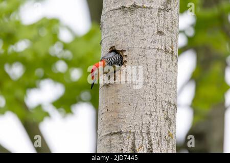 Der Rotbauchige Wodpecker (Melanerpes carolinus) am Nesthohlraum Stockfoto